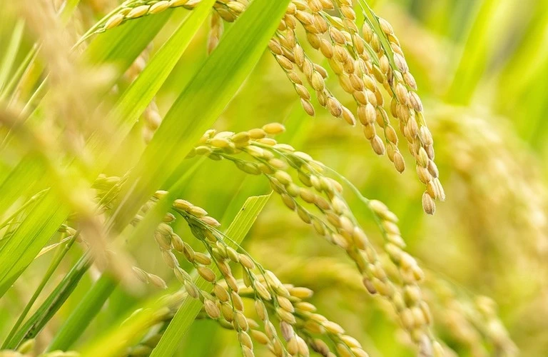 ツヤと甘みが魅力の山口県秋穂産きぬむすめで贅沢なご飯時間を | 米の通販なら元気のさとだより